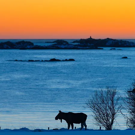 Arctic Retreat, Whales, Northern Lights & Lofoten Dom wakacyjny Bo (Nordland)